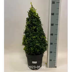 Buxus sempervirens