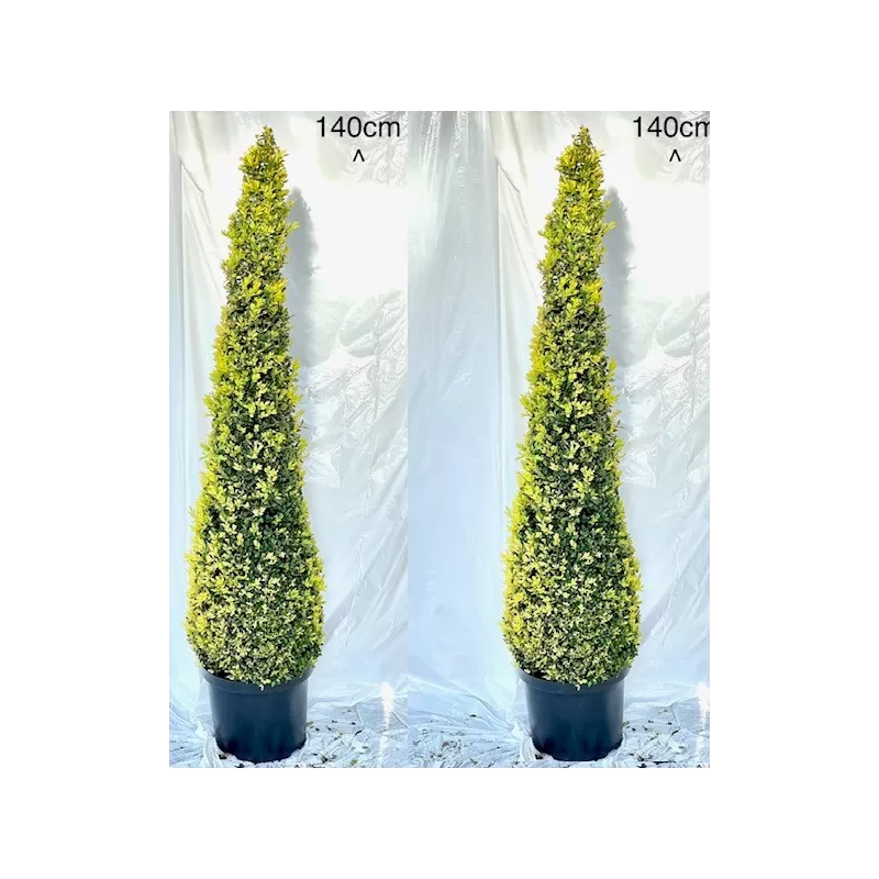 Buxus sempervirens