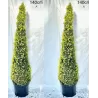 Buxus sempervirens