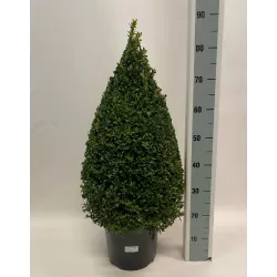 Paprastasis buksmedis (formuotas kūgiu) - Buxus sempervirens