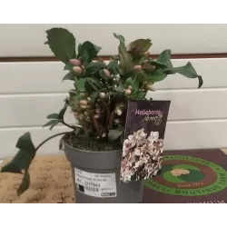 Helleborus Pirouette 19Ø 30cm 60 žiedų