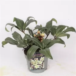 Helleborus Winter sunshine 19Ø 35cm 80 žiedų x3