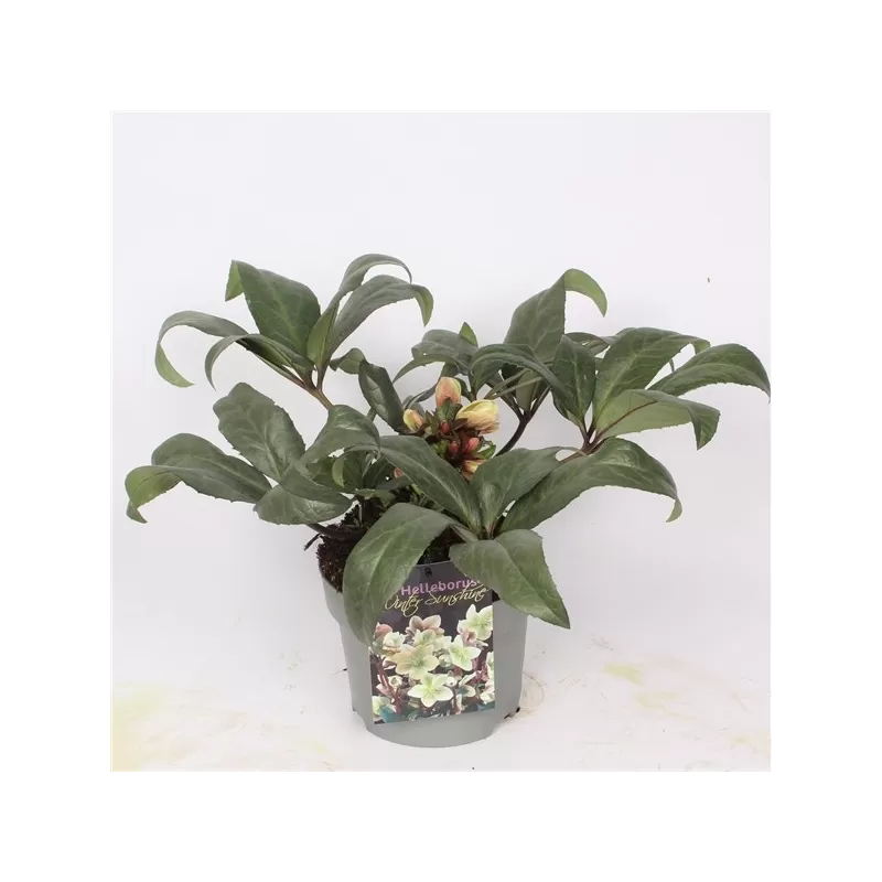 Helleborus Winter sunshine 19Ø 35cm 80 žiedų x3