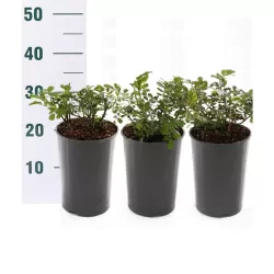 Rožė - Rosa GABRIEL OAK ®