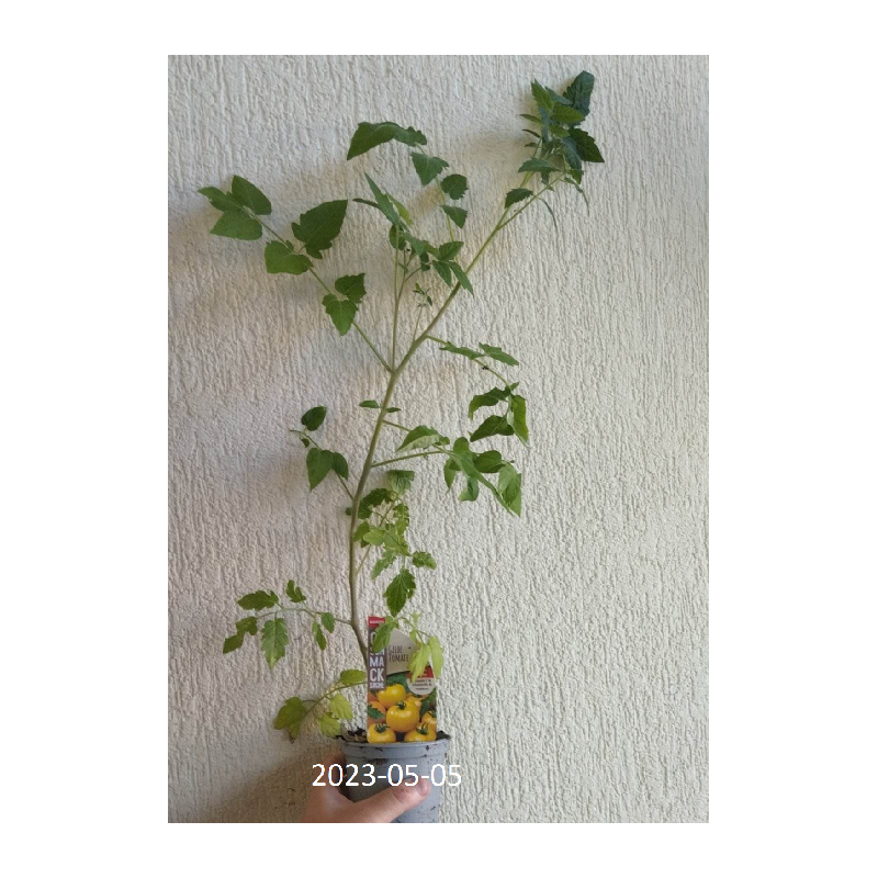 copy of Geltonieji vyšniniai pomidoriukai - Solanum lycopersicum SNACKOMATEGELB
