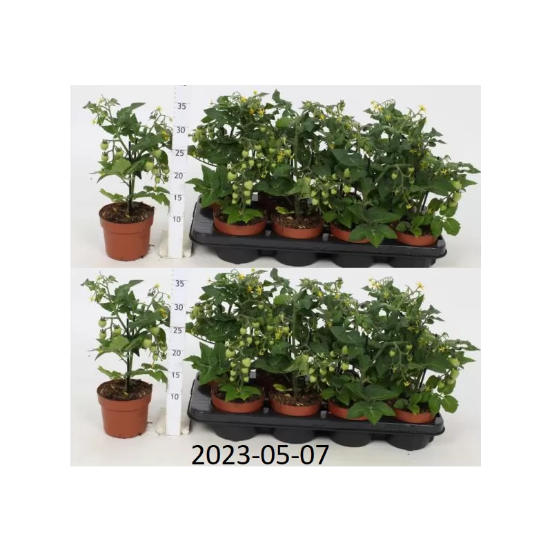 Pomidoriukai - Solanum lycopersicum