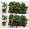 Pomidoriukai - Solanum lycopersicum