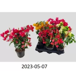 Bugenvilija - Bougainvillea MIX