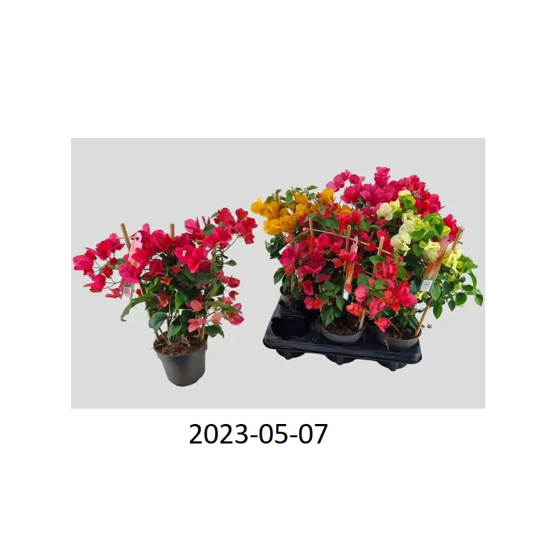 Bugenvilija - Bougainvillea MIX