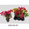 Bougainvillea MIX
