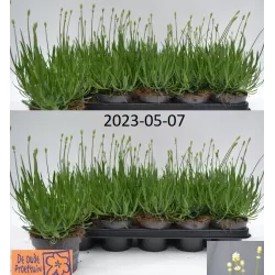 Tikroji levanda baltažiedė forma - Lavandula angustifolia Ellagance Ice (ALBA