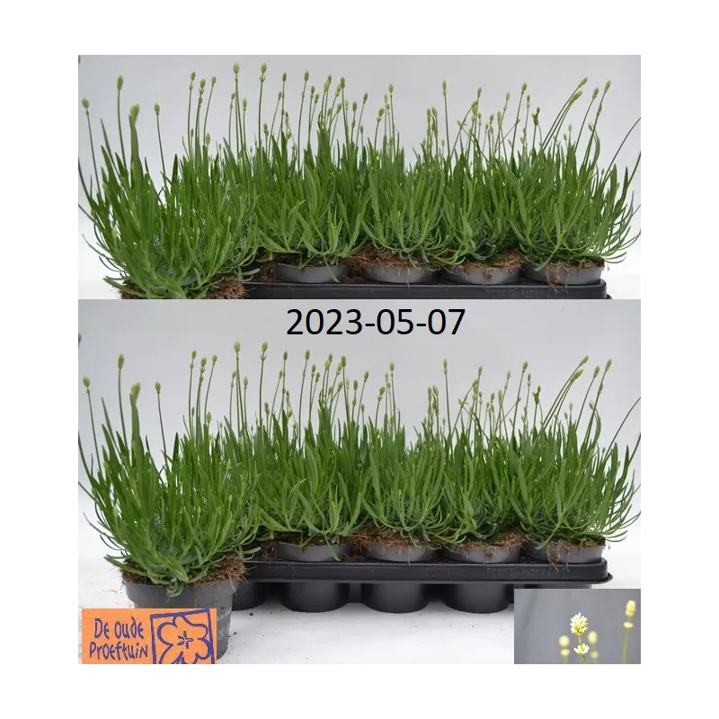 Tikroji levanda baltažiedė forma - Lavandula angustifolia AROMANCE WHITE