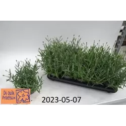 Tikroji levanda - Lavandula angustifolia AROMANCE BLEU