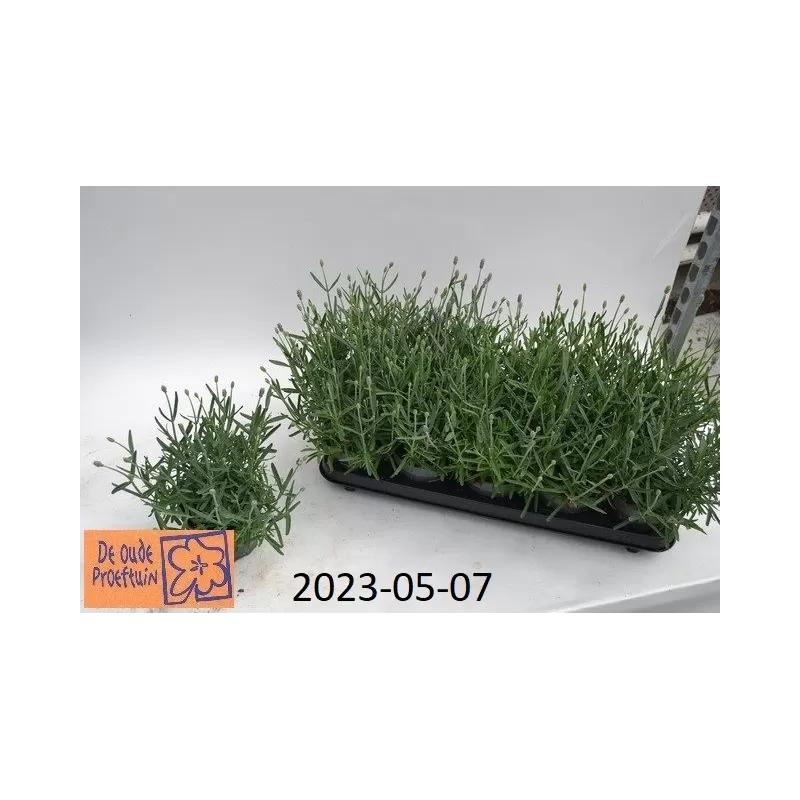 Tikroji levanda baltažiedė forma - Lavandula angustifolia Ellagance Ice (ALBA