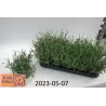 Tikroji levanda baltažiedė forma - Lavandula angustifolia Ellagance Ice (ALBA