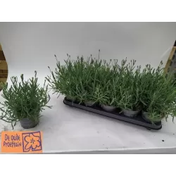 Tikroji levanda baltažiedė forma - Lavandula angustifolia Ellagance Ice (ALBA