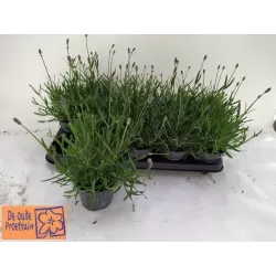 Tikroji levanda - Lavandula angustifolia AROMANCE BLEU