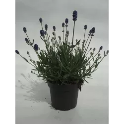 Tikroji levanda baltažiedė forma - Lavandula angustifolia Ellagance Ice (ALBA