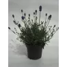 Tikroji levanda baltažiedė forma - Lavandula angustifolia Ellagance Ice (ALBA