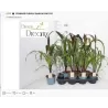 Pennisetum PURPLE BARON