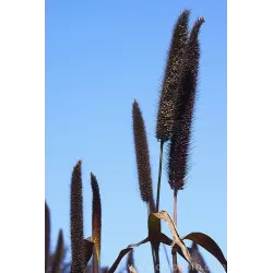 Pennisetum PURPLE BARON