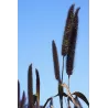 Pennisetum PURPLE BARON