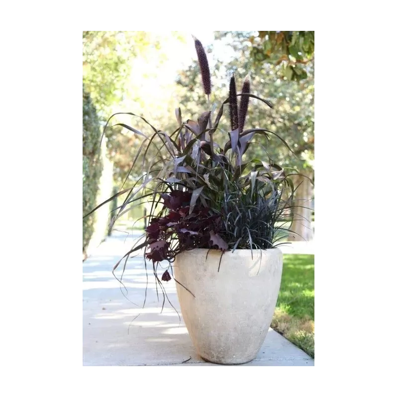 Pennisetum PURPLE BARON
