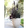Pennisetum PURPLE BARON