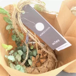 Ceropegija - Ceropegia linearis subsp. woodii 8Ø 20cm