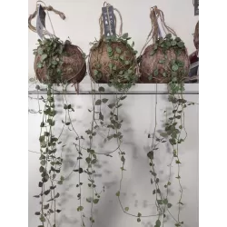 Ceropegija - Ceropegia linearis subsp. woodii 8Ø 20cm