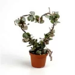 Ceropegija - Ceropegia linearis WOODII