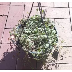 Ceropegija - Ceropegia linearis WOODII