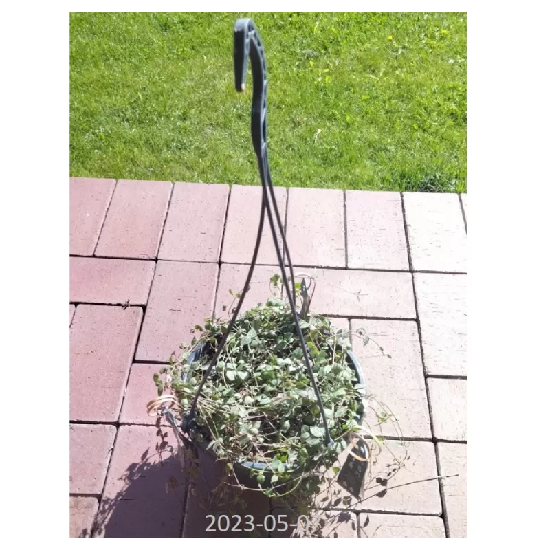 Ceropegija - Ceropegia linearis subsp. woodii 8Ø 20cm