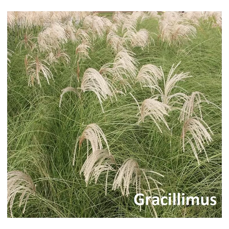 Užsisakyk augalus pavasariui jau dabar