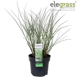 Užsisakyk augalus pavasariui jau dabar