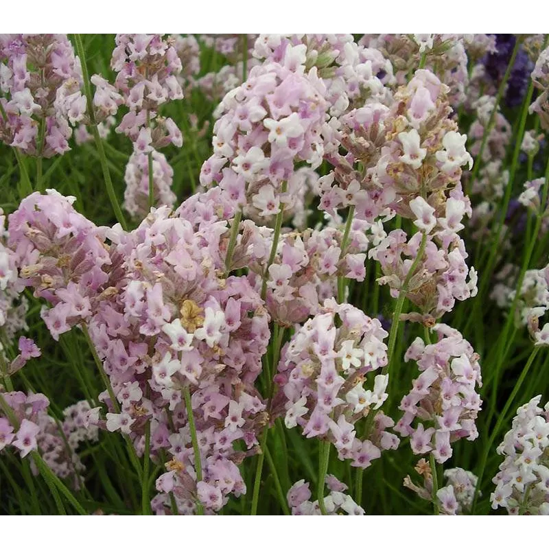 Lavandula angustifolia ROSEA