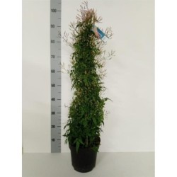 Gausiažiedis jazminaitis - Jasminum polyanthum
