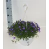 Garden plants/Trees/Flowers/ web-shop