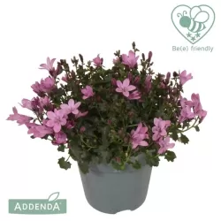 Garden plants/Trees/Flowers/ web-shop