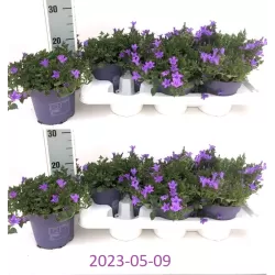 Garden plants/Trees/Flowers/ web-shop