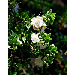 Common Myrtle - Myrtus communis TARENTINA