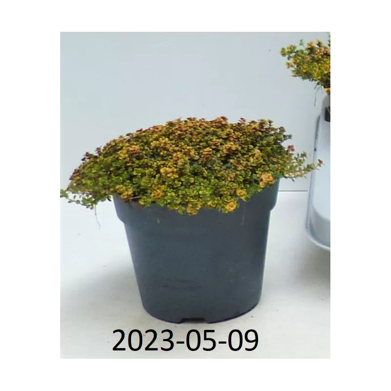 Paprastasis čiobrelis - Thymus serpyllum DOONE VALLEY