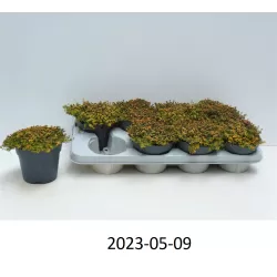 Thymus serpyllum DOONE VALLEY