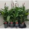 Kana - Canna KRETA