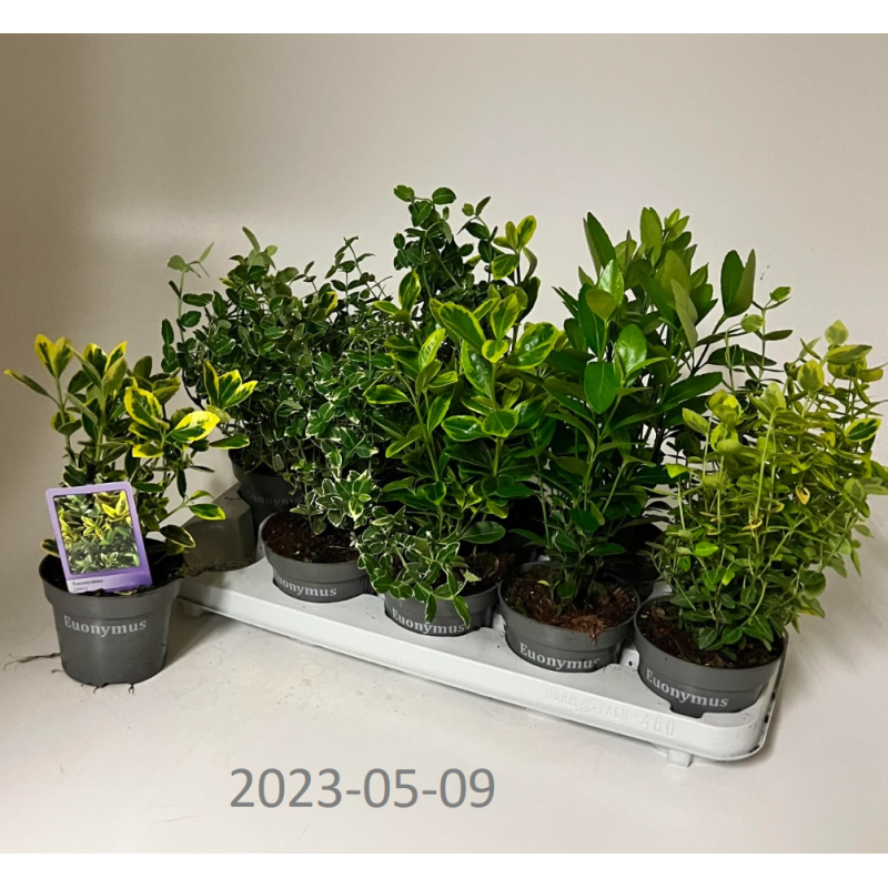 Japoninis ožekšnis - Euonymus japonicus MIX Packed x10 Container 12Ø
