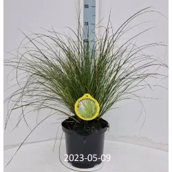 Viksva - Carex testacea PRAIRIE FIRE