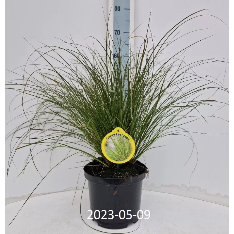 Viksva - Carex testacea PRAIRIE FIRE