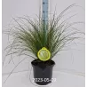 Carex testacea PRAIRIE FIRE