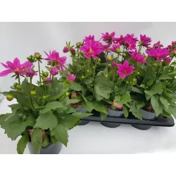 Jurginas - Dahlia Labella Grande Pink