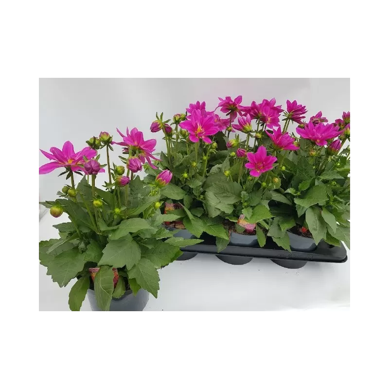 Jurginas - Dahlia Labella Grande Pink